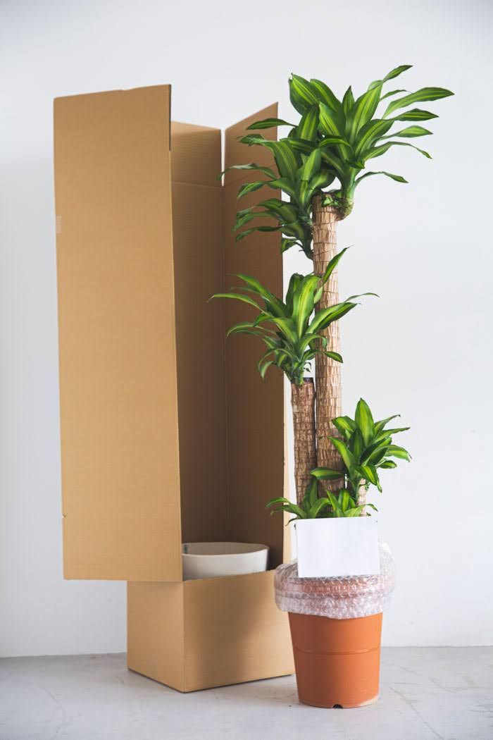 観葉植物 ドラセナ マッサンゲアナ（10号鉢）の写真10枚目