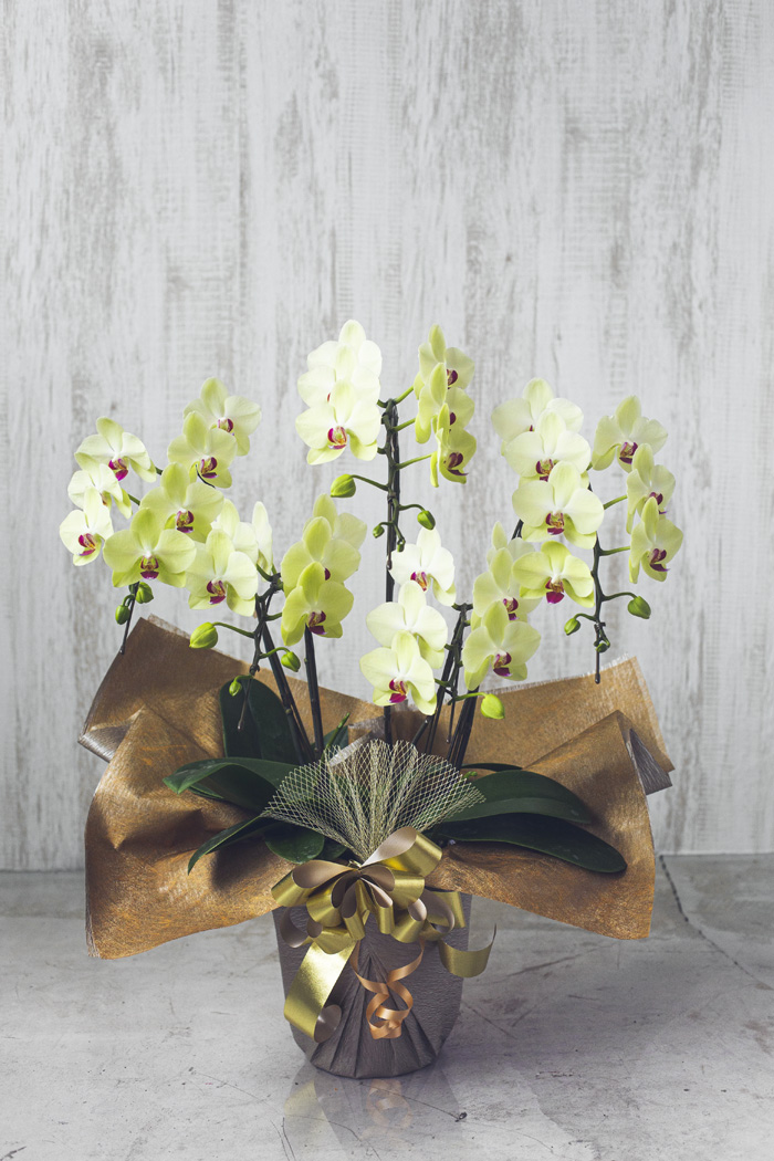 ミディ胡蝶蘭 ５本立ち フォーチュン ザルツマン 公式 Hanaprime 花と植物のギフト通販