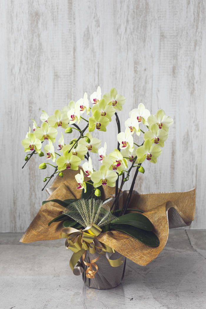 ミディ胡蝶蘭 ５本立ち フォーチュン・ザルツマンの写真2枚目