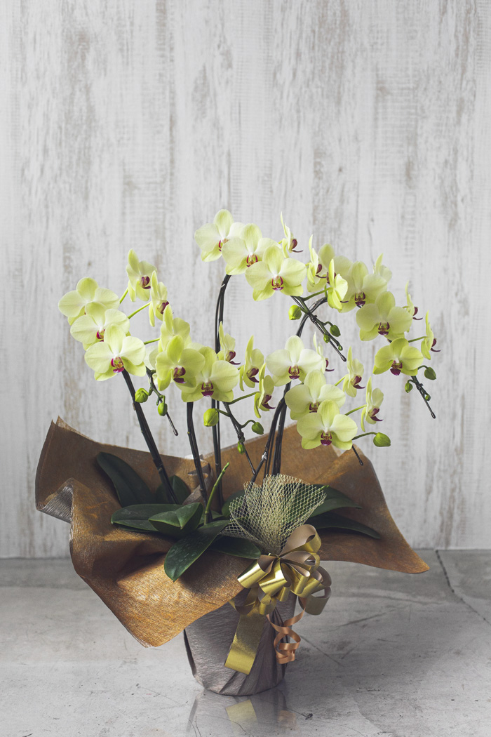 ミディ胡蝶蘭 ５本立ち フォーチュン・ザルツマンの写真3枚目