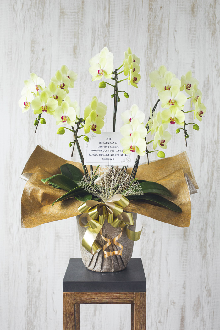 ミディ胡蝶蘭 ５本立ち フォーチュン・ザルツマンの写真4枚目