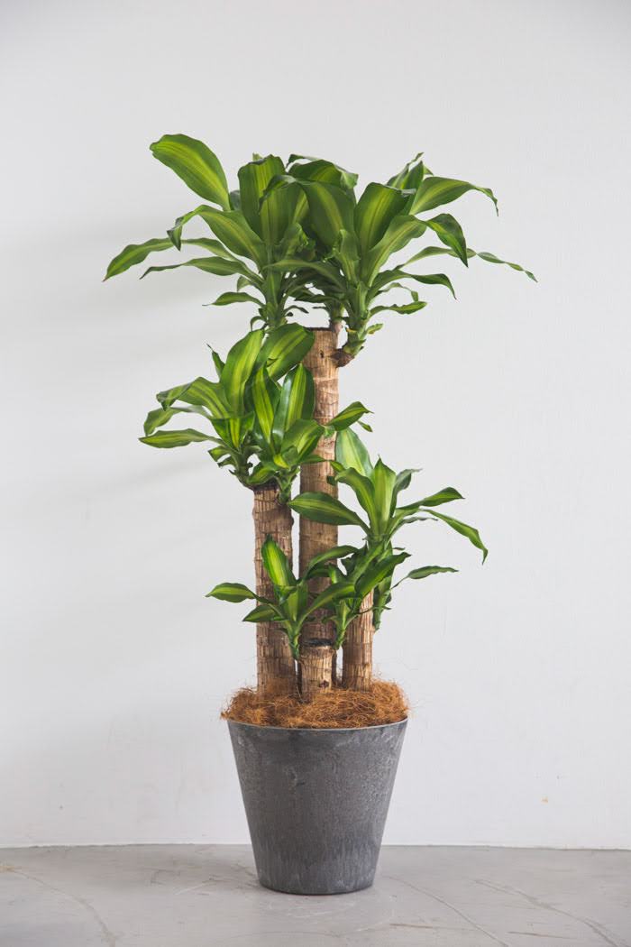 観葉植物 幸福の木 ドラセナ マッサンゲアナ（8号鉢）の写真1枚目