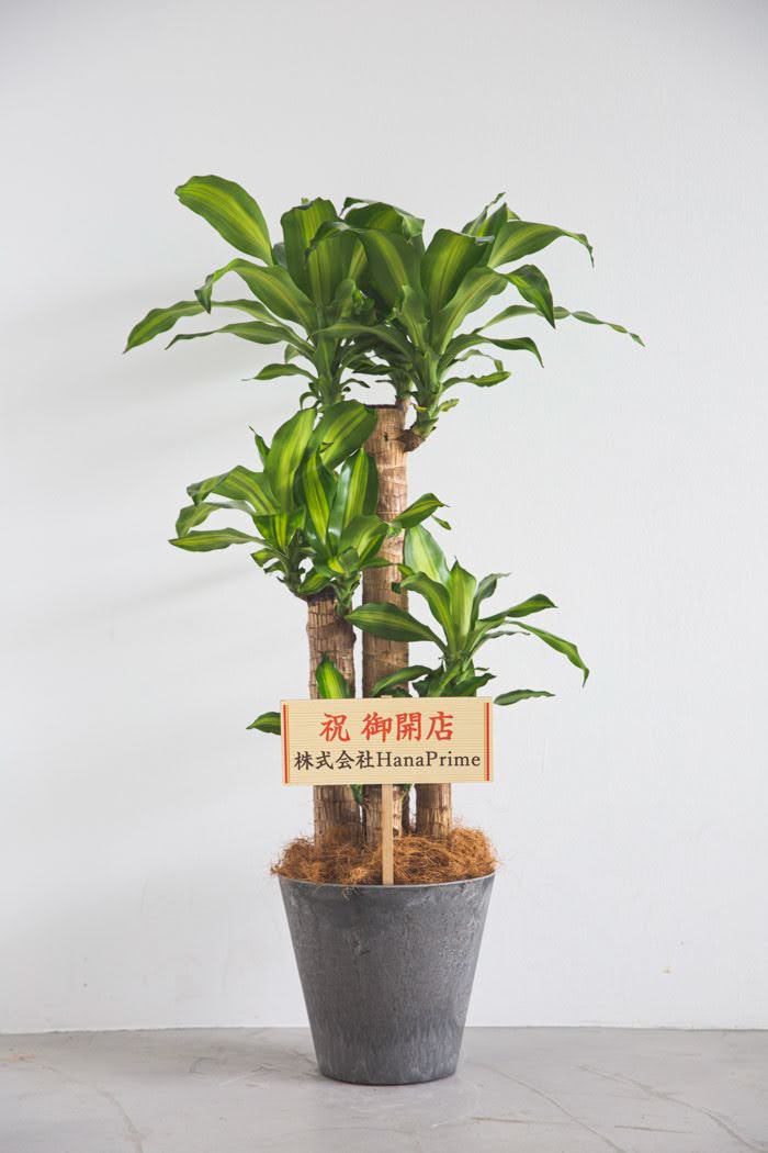 観葉植物 幸福の木 ドラセナ マッサンゲアナ（8号鉢）の写真2枚目