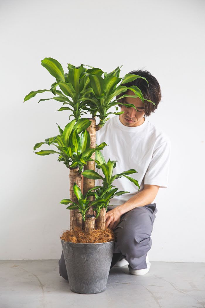 観葉植物 幸福の木 ドラセナ マッサンゲアナ（8号鉢）