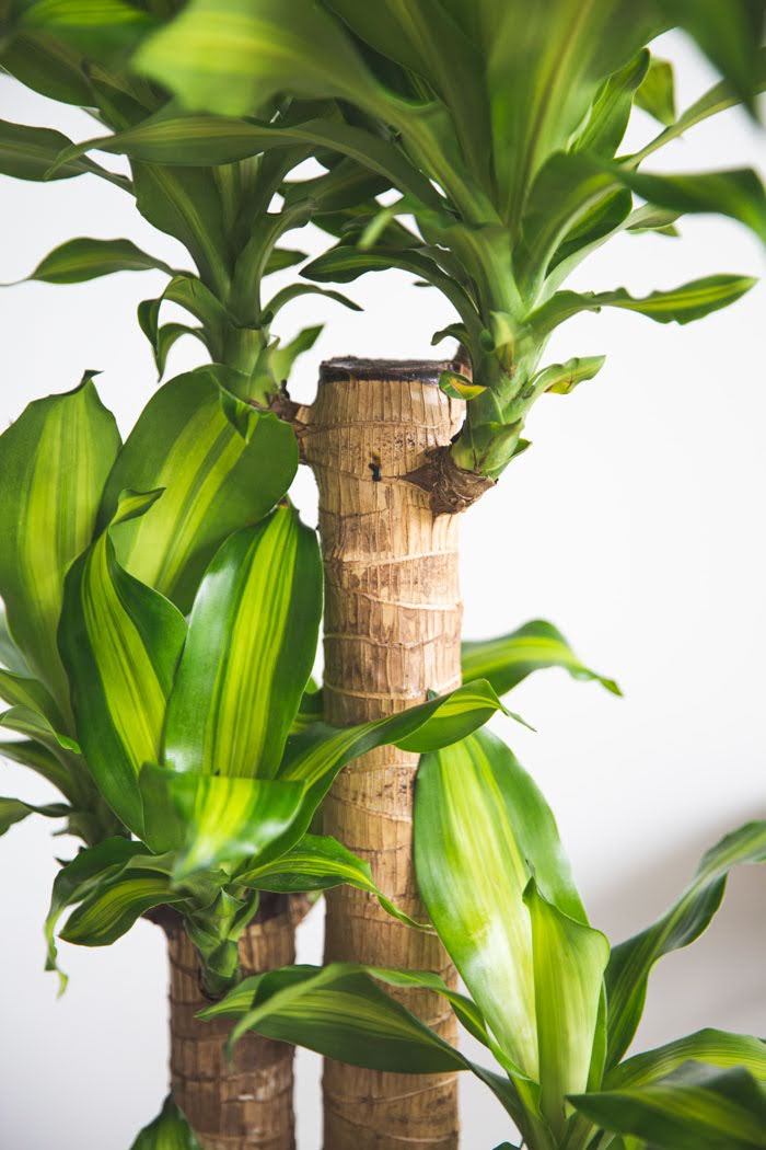 観葉植物 幸福の木 ドラセナ マッサンゲアナ（8号鉢）の写真5枚目