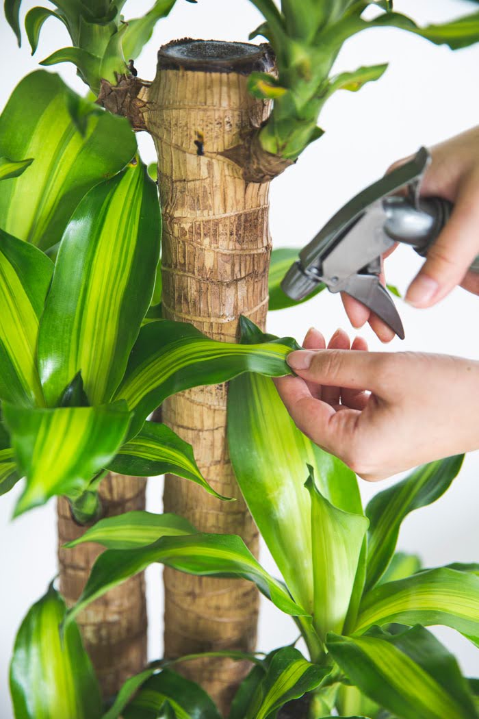 観葉植物 幸福の木 ドラセナ マッサンゲアナ（8号鉢）の写真7枚目
