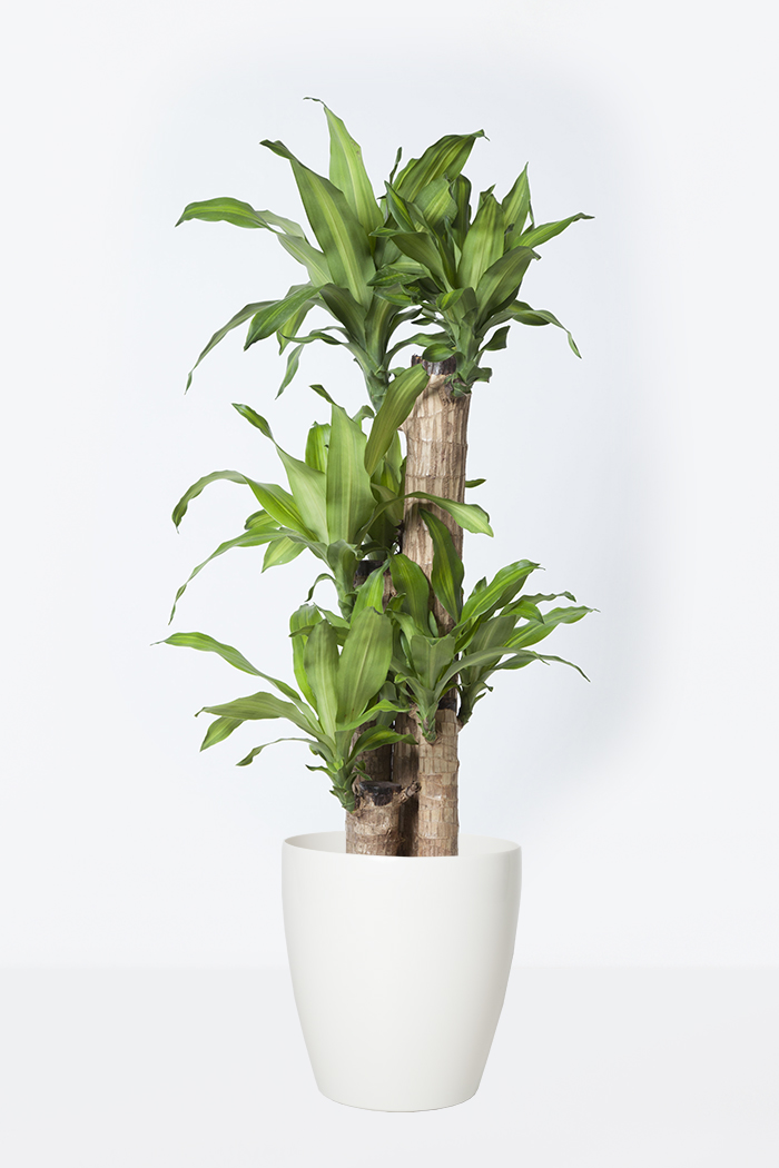観葉植物 ドラセナ マッサンゲアナ 8号鉢 公式 Hanaprime 花と植物のギフト通販