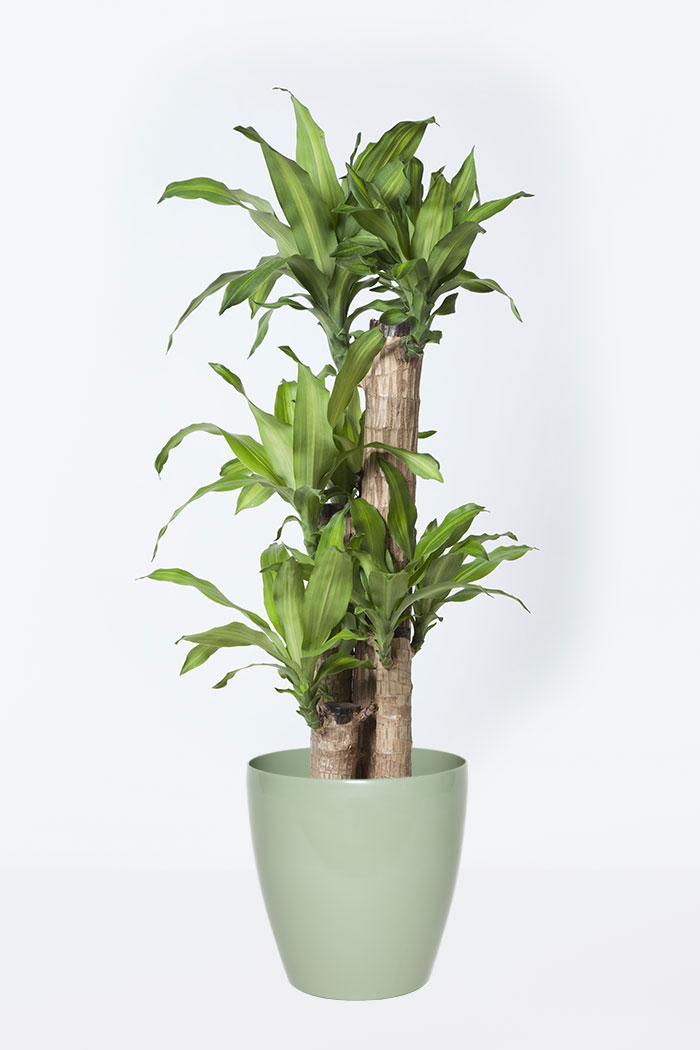 観葉植物 ドラセナ マッサンゲアナ 8号鉢 公式 Hanaprime 花と植物のギフト通販 観葉植物 ドラセナ マッサンゲアナ 8号鉢 公式 Hanaprime 花と植物のギフト通販