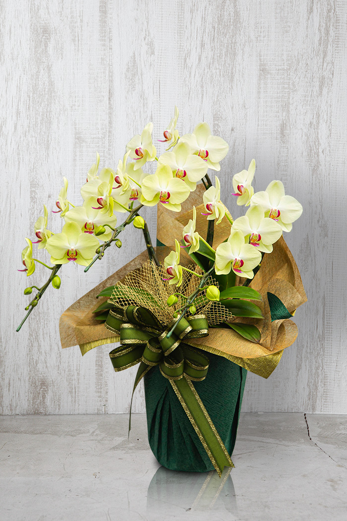 ミディ胡蝶蘭 ３本立ち フォーチュン・ザルツマン