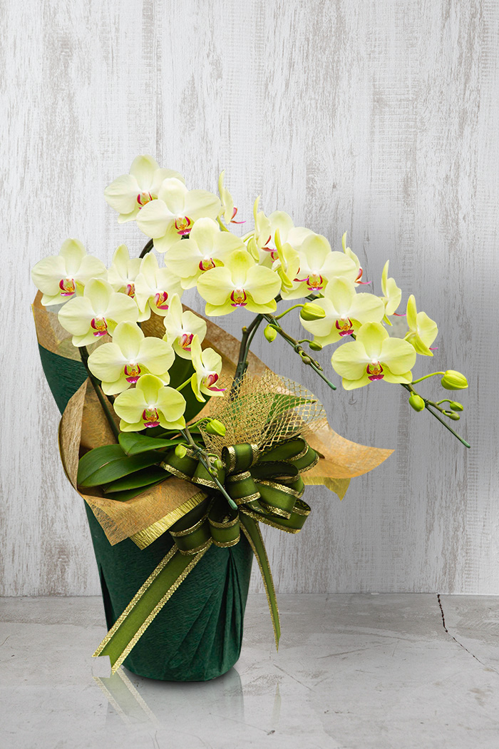 ミディ胡蝶蘭 ３本立ち フォーチュン・ザルツマンの写真3枚目