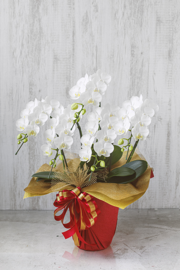 ミディ胡蝶蘭 ５本立ち アマビリスの写真2枚目