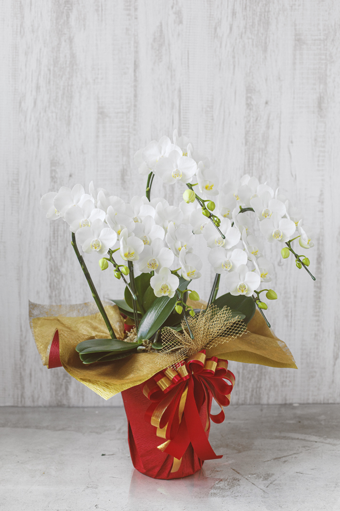 ミディ胡蝶蘭 ５本立ち アマビリスの写真3枚目