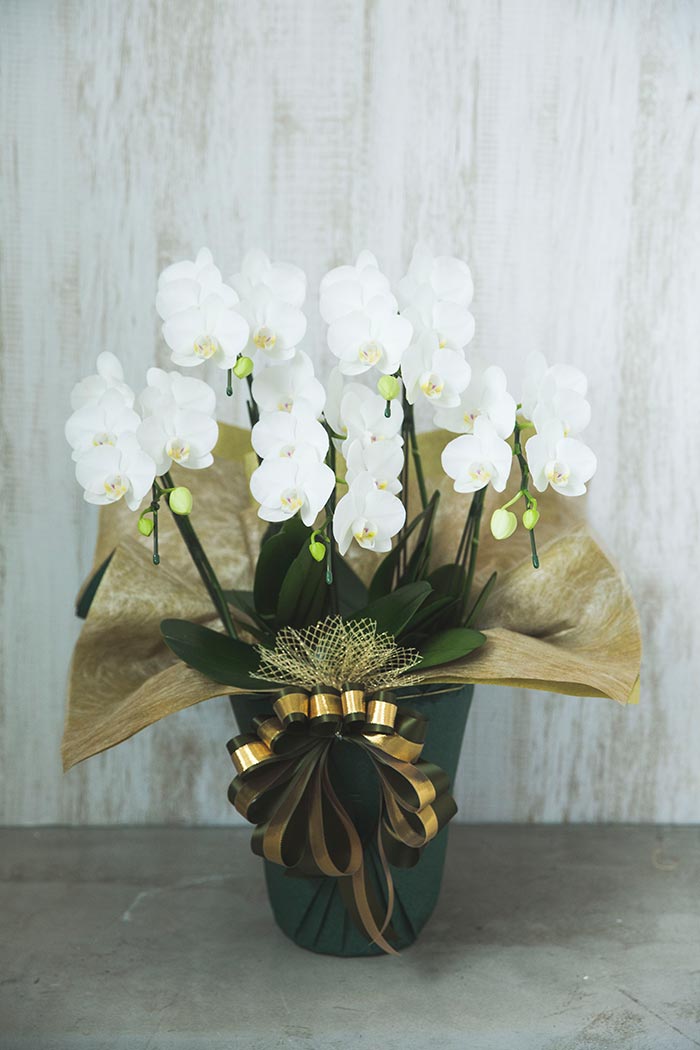 ミディ胡蝶蘭 ５本立ち アマビリスの写真4枚目