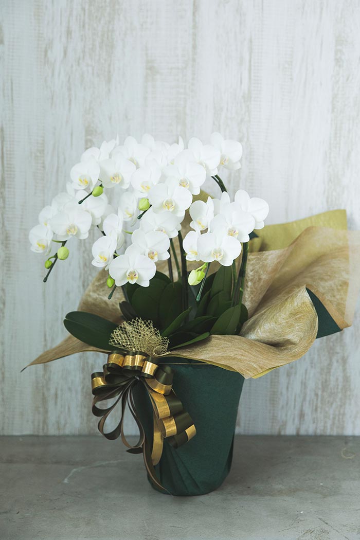 ミディ胡蝶蘭 ５本立ち アマビリスの写真5枚目