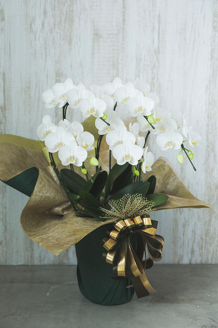 ミディ胡蝶蘭 ５本立ち アマビリスの写真6枚目