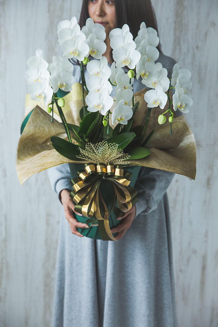 ミディ胡蝶蘭 ５本立ち アマビリスの写真7枚目