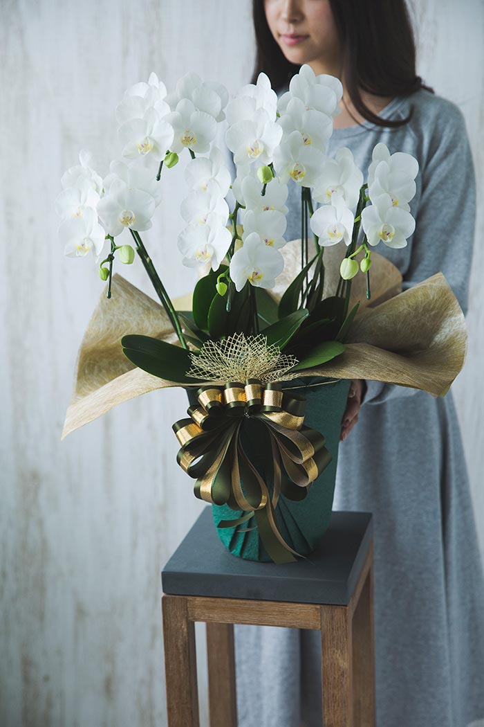 ミディ胡蝶蘭 ５本立ち アマビリスの写真8枚目