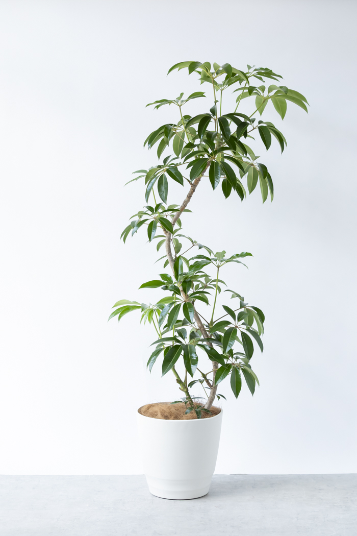 観葉植物 ツピタンサス（10号鉢）