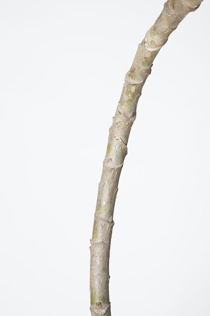 観葉植物 ツピタンサス（10号鉢）の写真3枚目