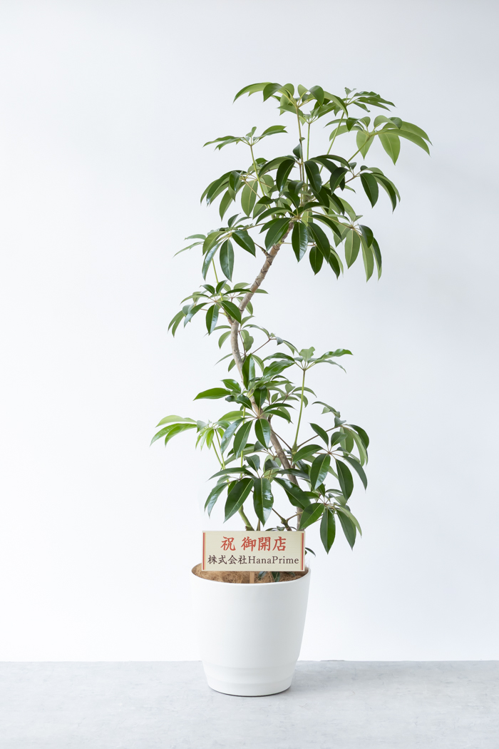 観葉植物 ツピタンサス（10号鉢）の写真3枚目