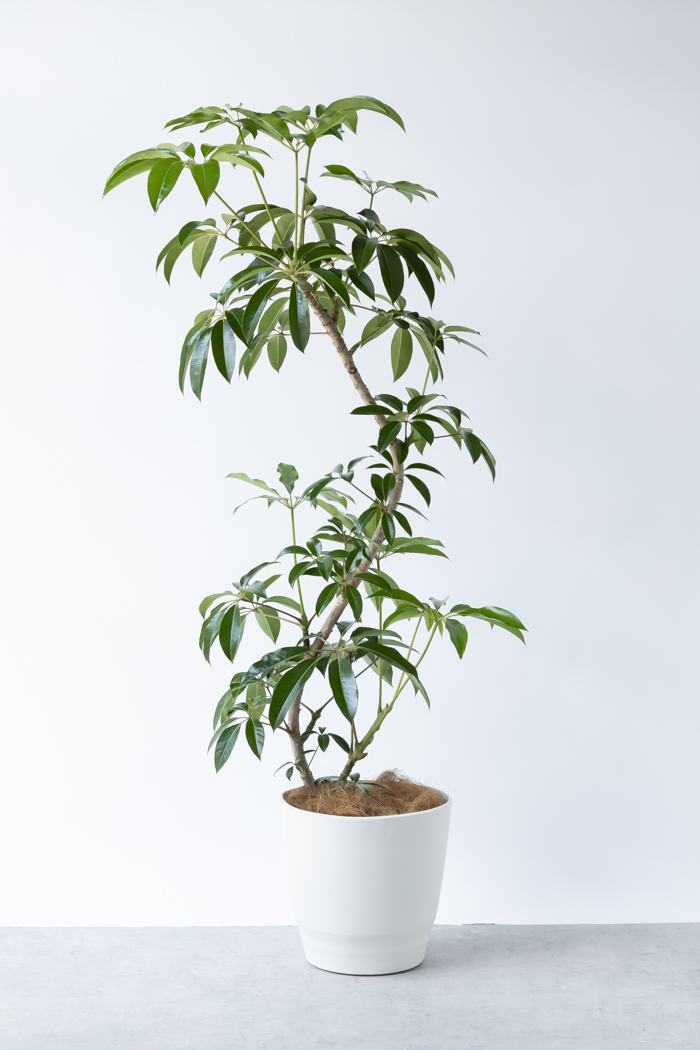 観葉植物 ツピタンサス（10号鉢）