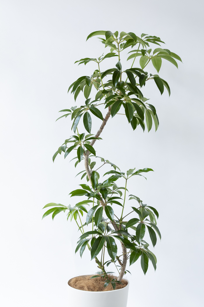 観葉植物 ツピタンサス（10号鉢）の写真4枚目