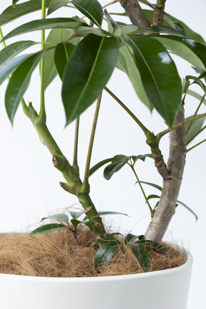 観葉植物 ツピタンサス（10号鉢）の写真5枚目