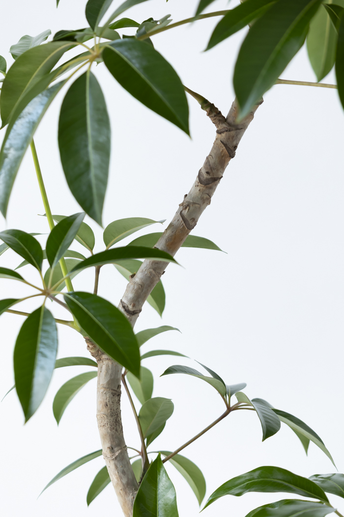 観葉植物 ツピタンサス（10号鉢）の写真6枚目