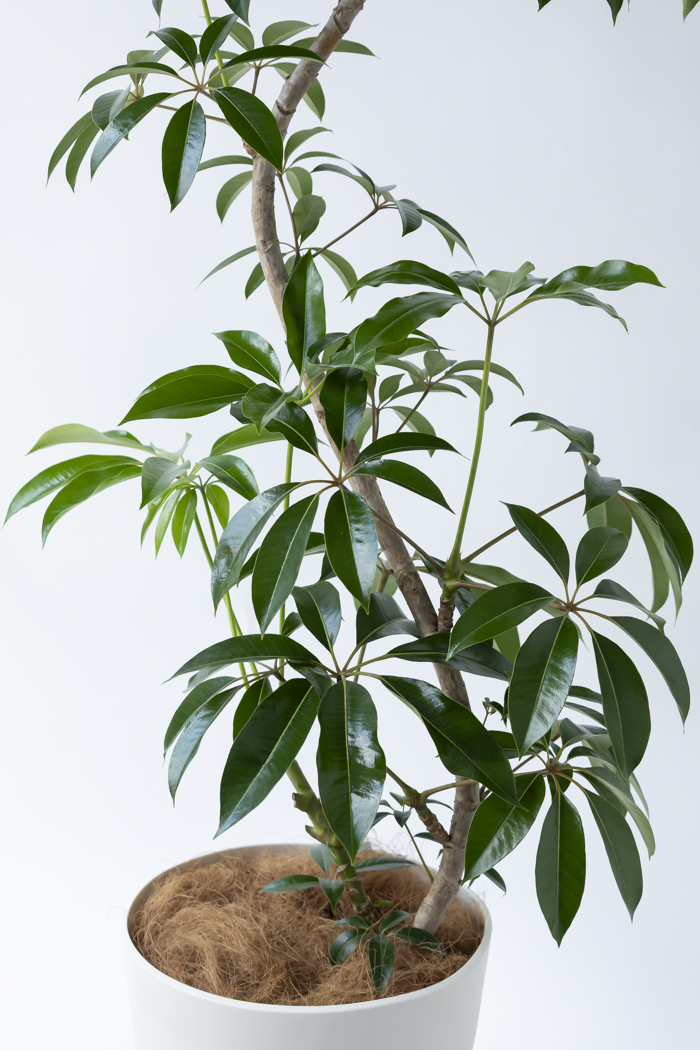 観葉植物 ツピタンサス（10号鉢）の写真7枚目
