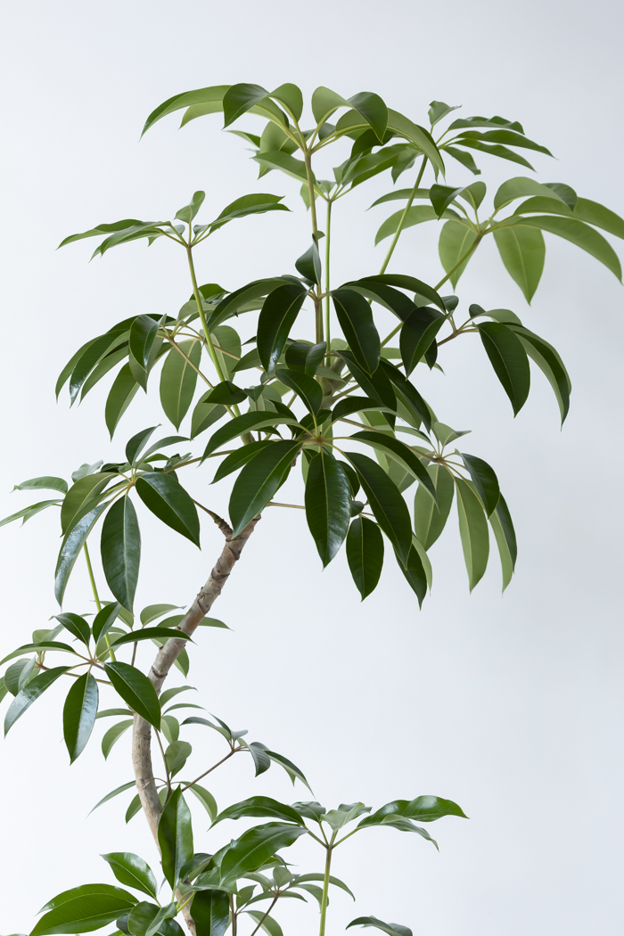 観葉植物 ツピタンサス（10号鉢）の写真8枚目