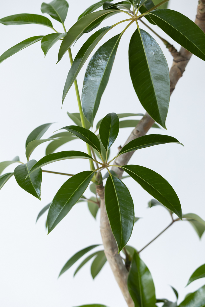 観葉植物 ツピタンサス（10号鉢）の写真9枚目