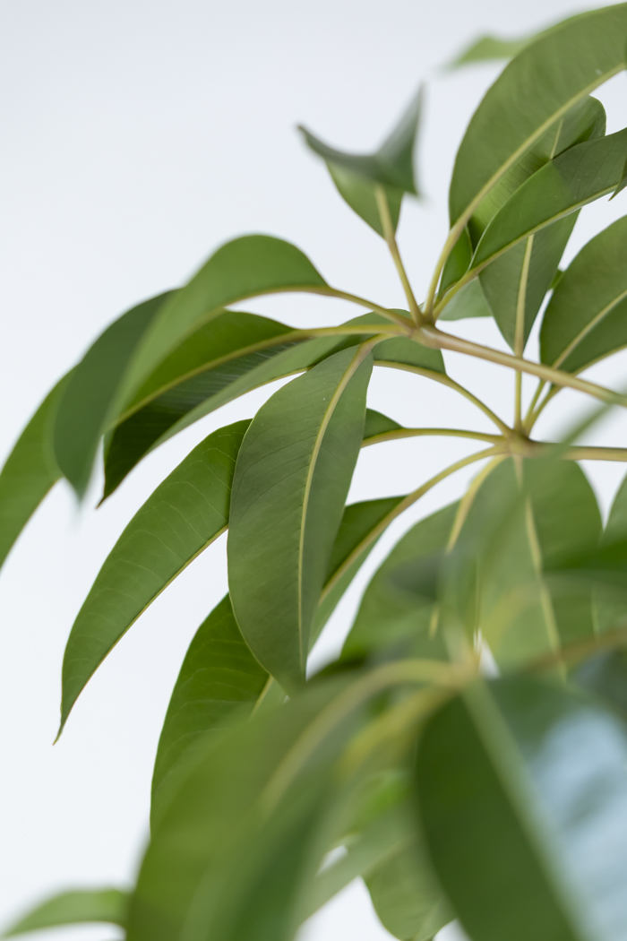 観葉植物 ツピタンサス（10号鉢）の写真10枚目