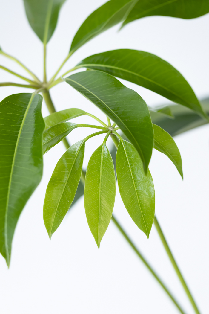 観葉植物 ツピタンサス（10号鉢）の写真11枚目