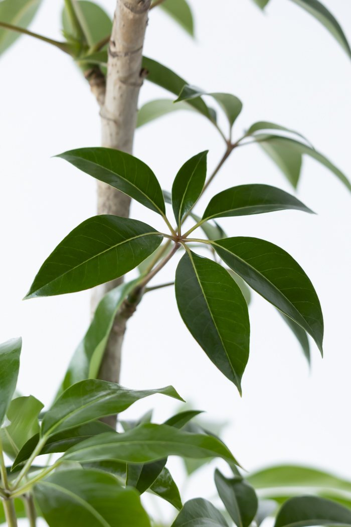 観葉植物 ツピタンサス（10号鉢）の写真12枚目