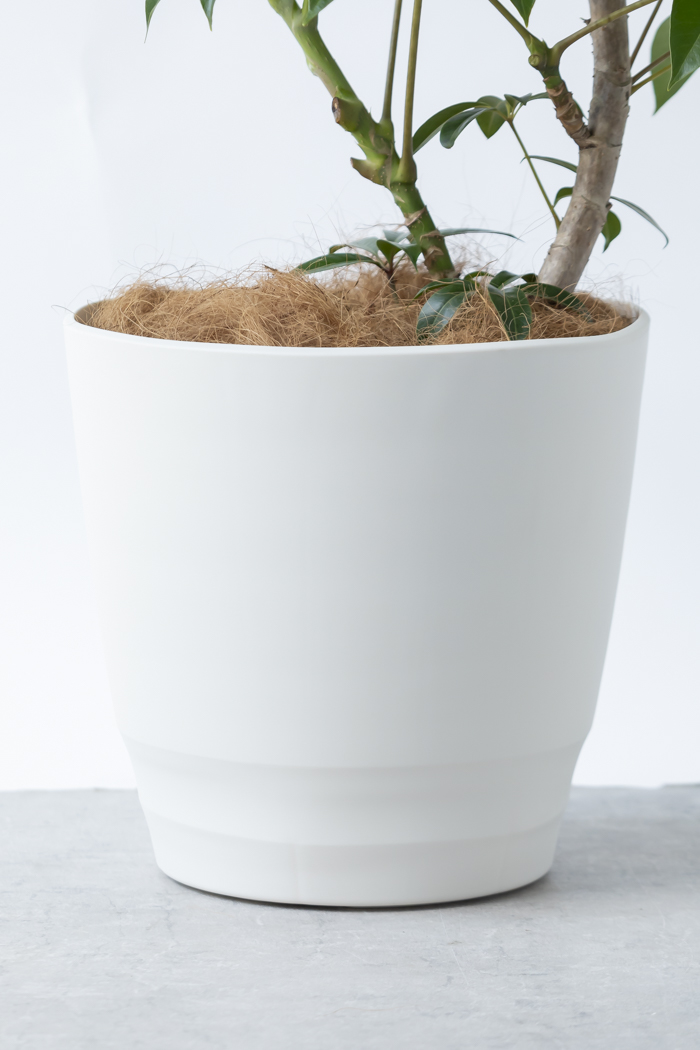 観葉植物 ツピタンサス（10号鉢）の写真13枚目