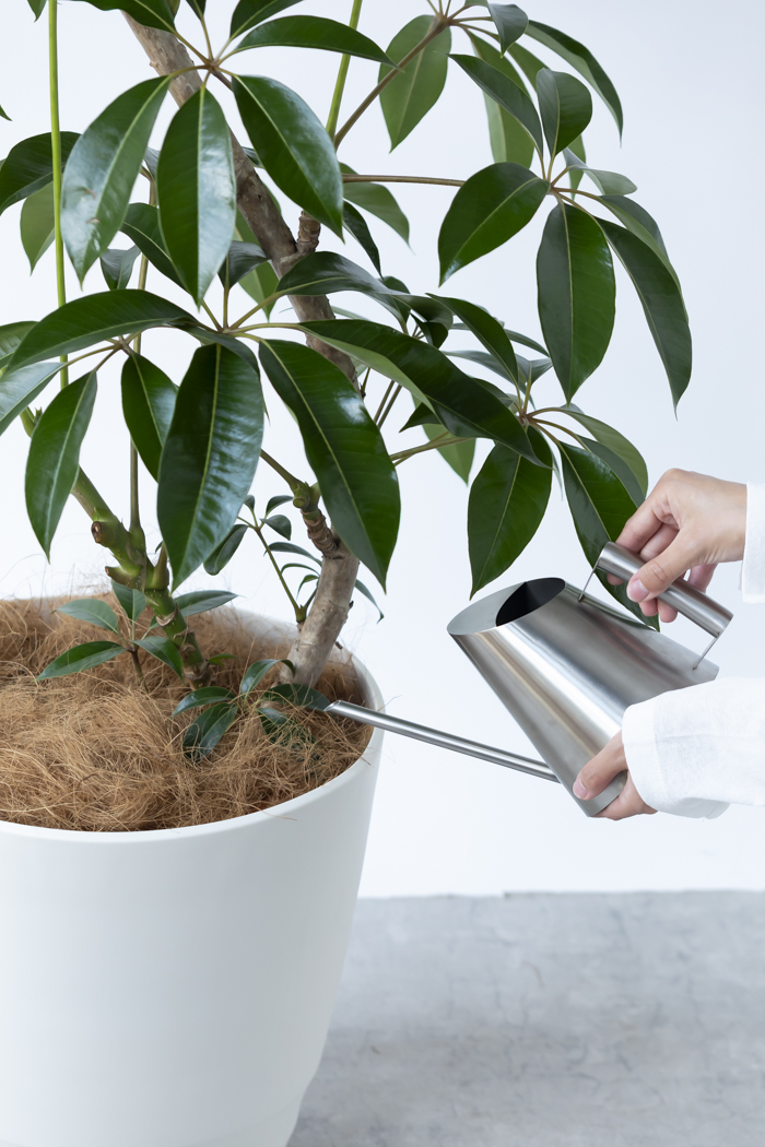 観葉植物 ツピタンサス（10号鉢）の写真14枚目