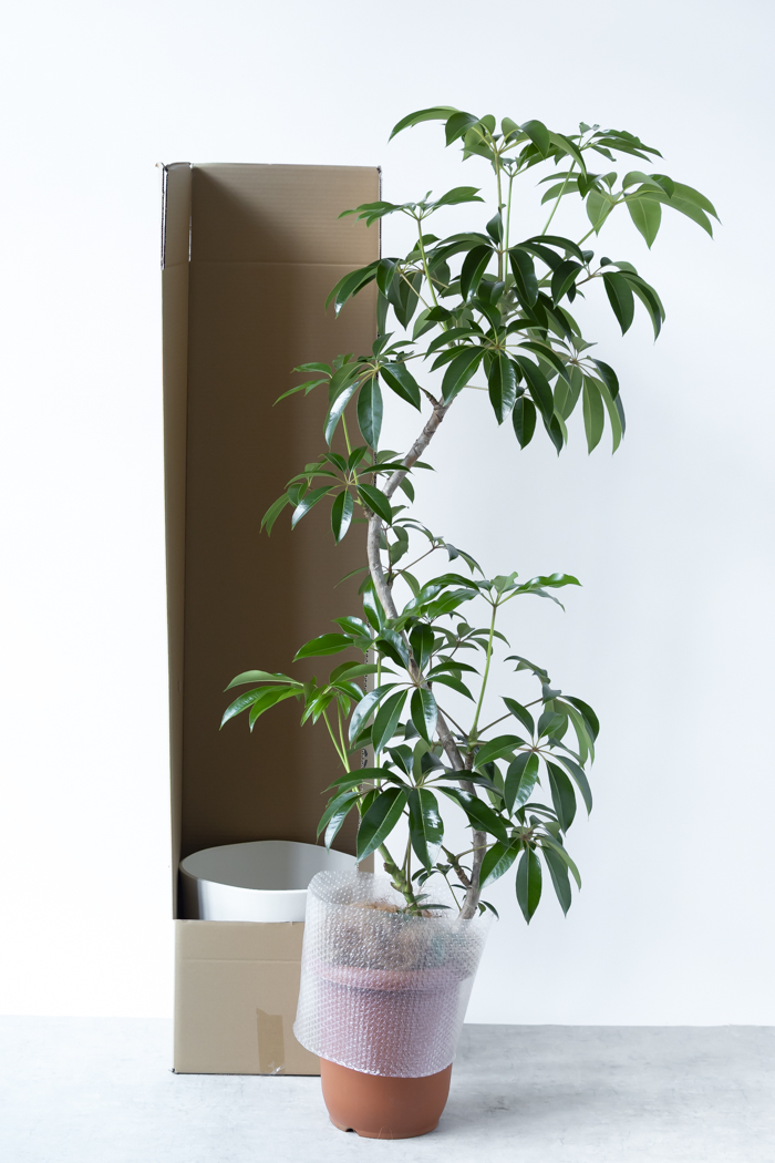 観葉植物 ツピタンサス（10号鉢）の写真15枚目