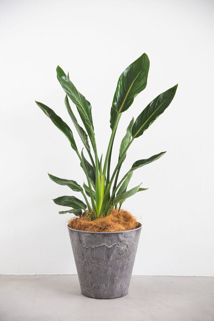 観葉植物 ストレチアレギネ 8号鉢 公式 Hanaprime 花と植物のギフト通販