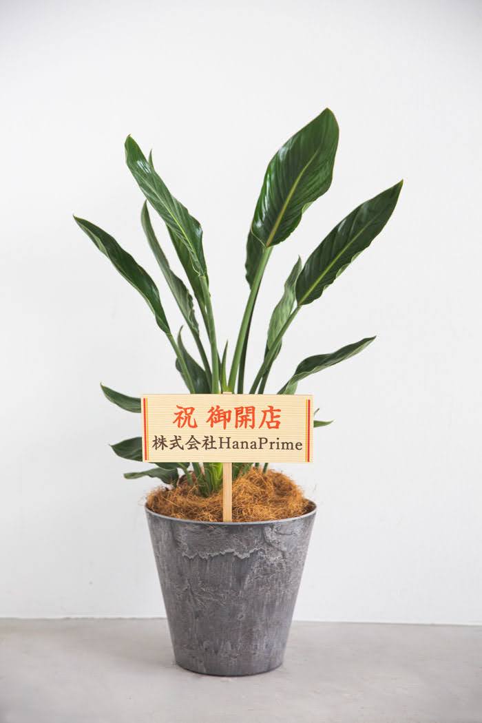 観葉植物 ストレリチアレギネ（8号鉢）の写真2枚目