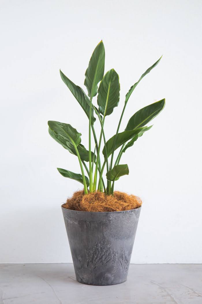 観葉植物 ストレチアレギネ（8号鉢）の写真3枚目