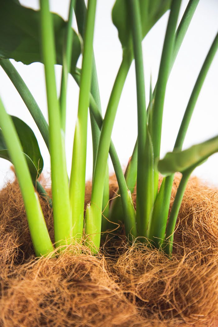 観葉植物 ストレリチアレギネ（8号鉢）の写真6枚目