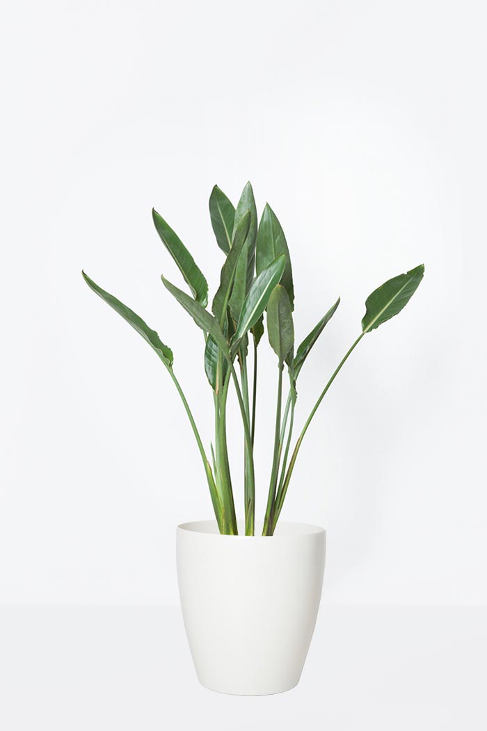 観葉植物 ストレチアレギネ 8号鉢 公式 Hanaprime 花と植物のギフト通販