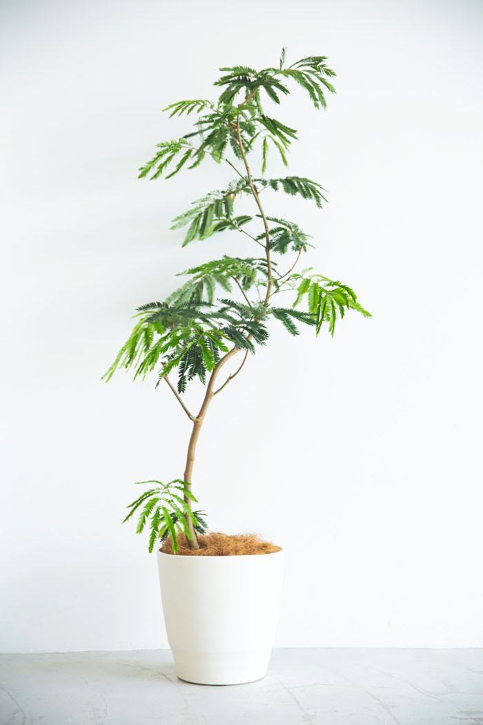 観葉植物 エバーフレッシュ