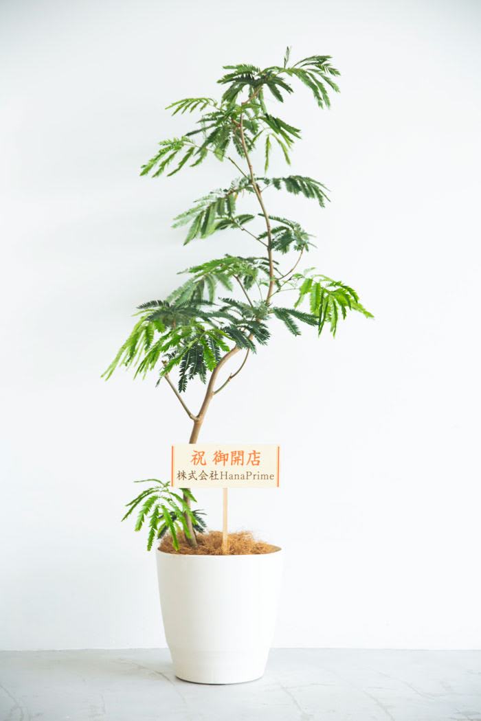 観葉植物 エバーフレッシュ（10号鉢）