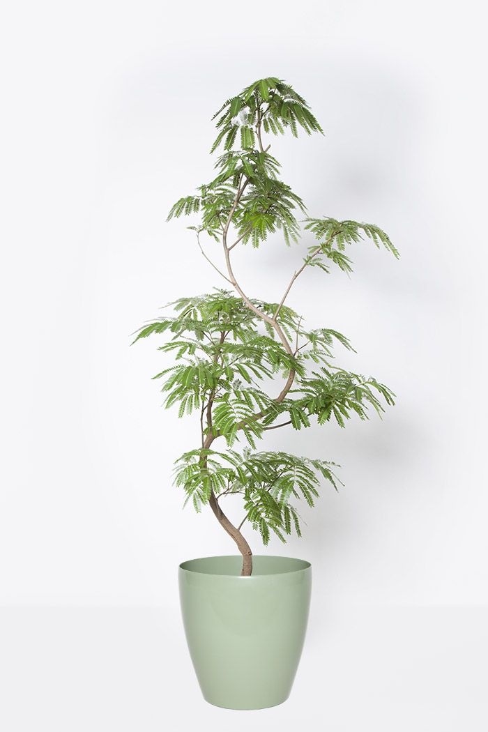 観葉植物 エバーフレッシュ 10号鉢 公式 Hanaprime 花と植物のギフト通販