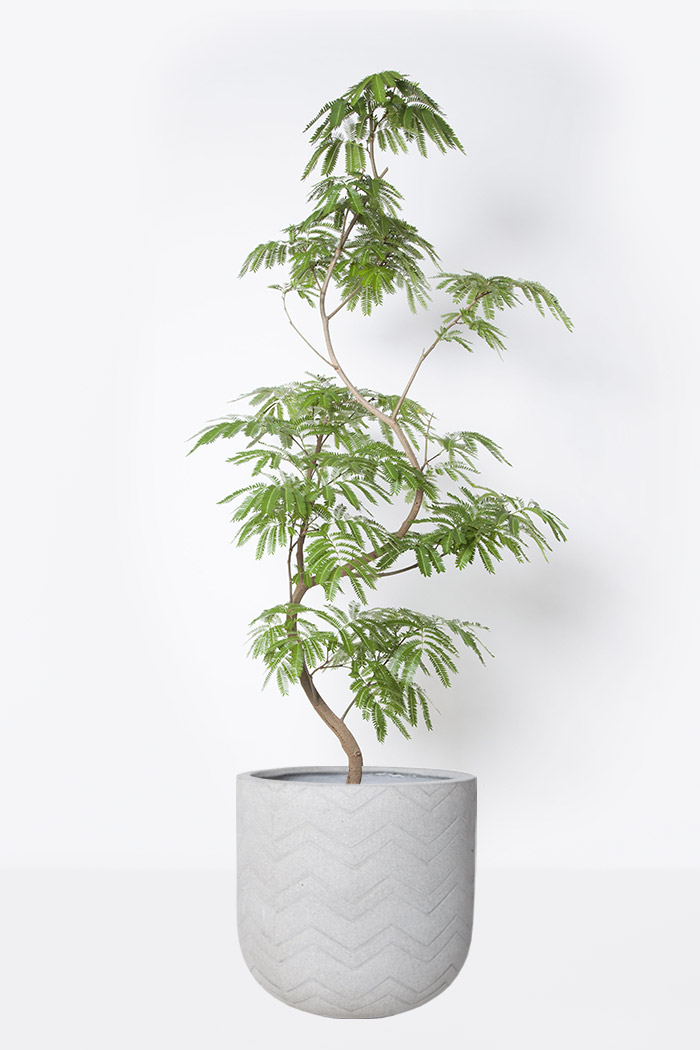 観葉植物 エバーフレッシュ 10号鉢 公式 Hanaprime 花と植物のギフト通販