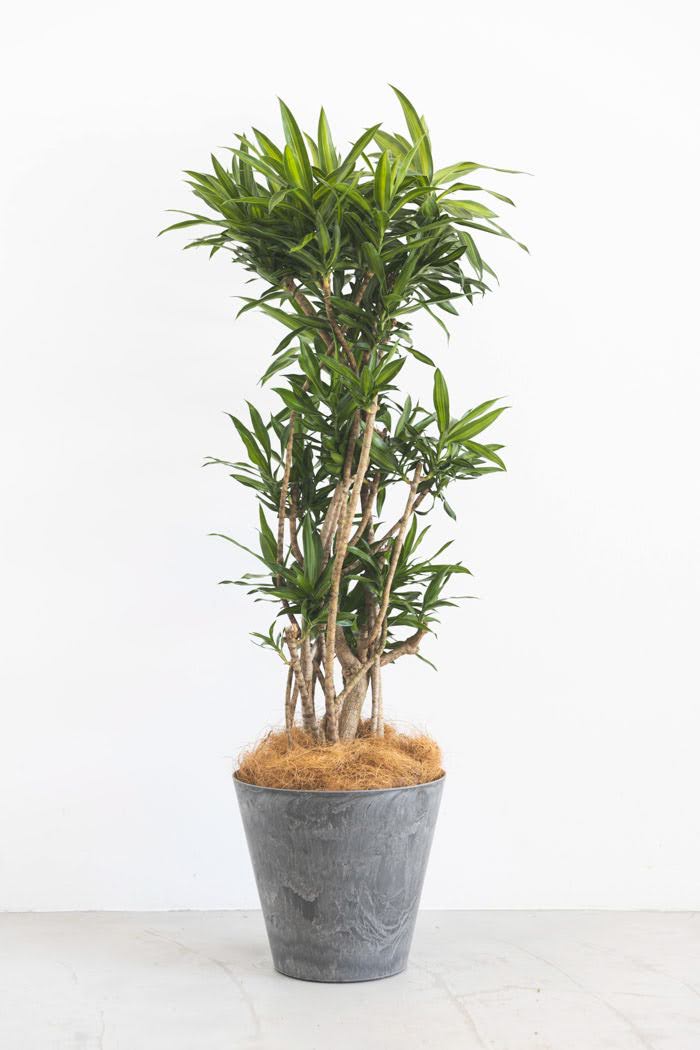 観葉植物 ドラセナ ソングオブジャマイカ 8号鉢 公式 Hanaprime 花と植物のギフト通販