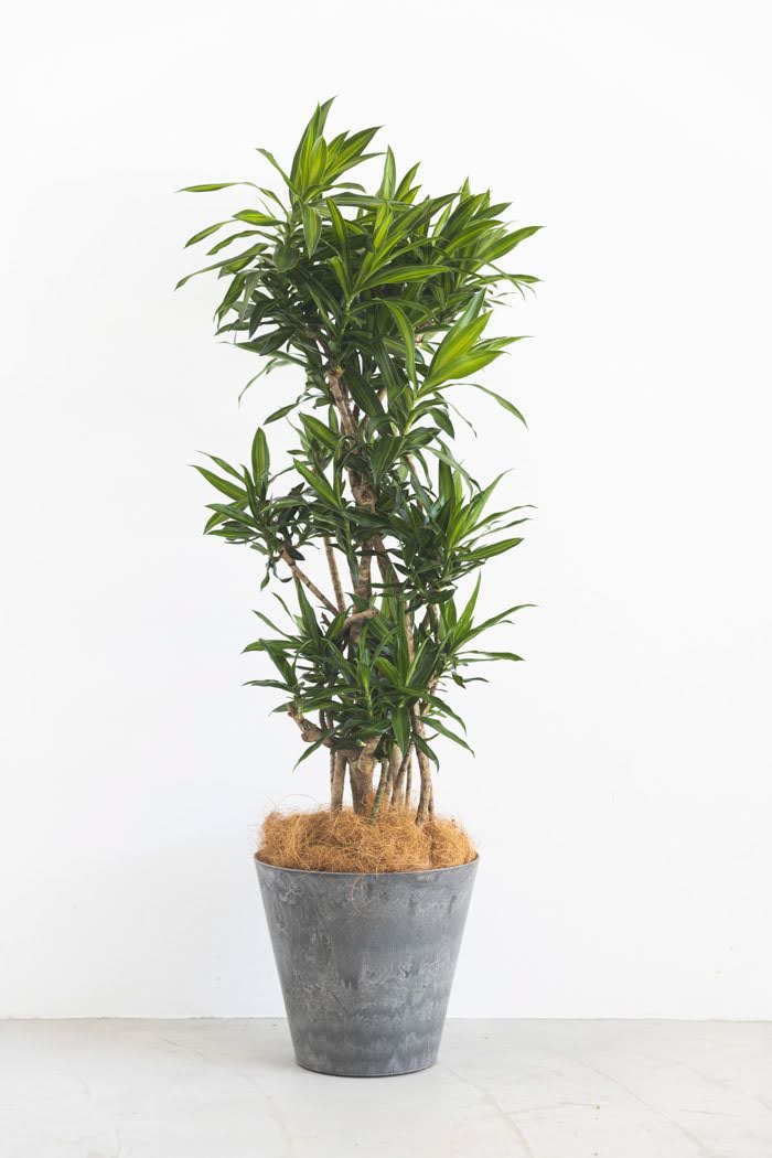 ドラセナ ソングオブジャマイカ 苗 バラ売り - 植物/観葉植物