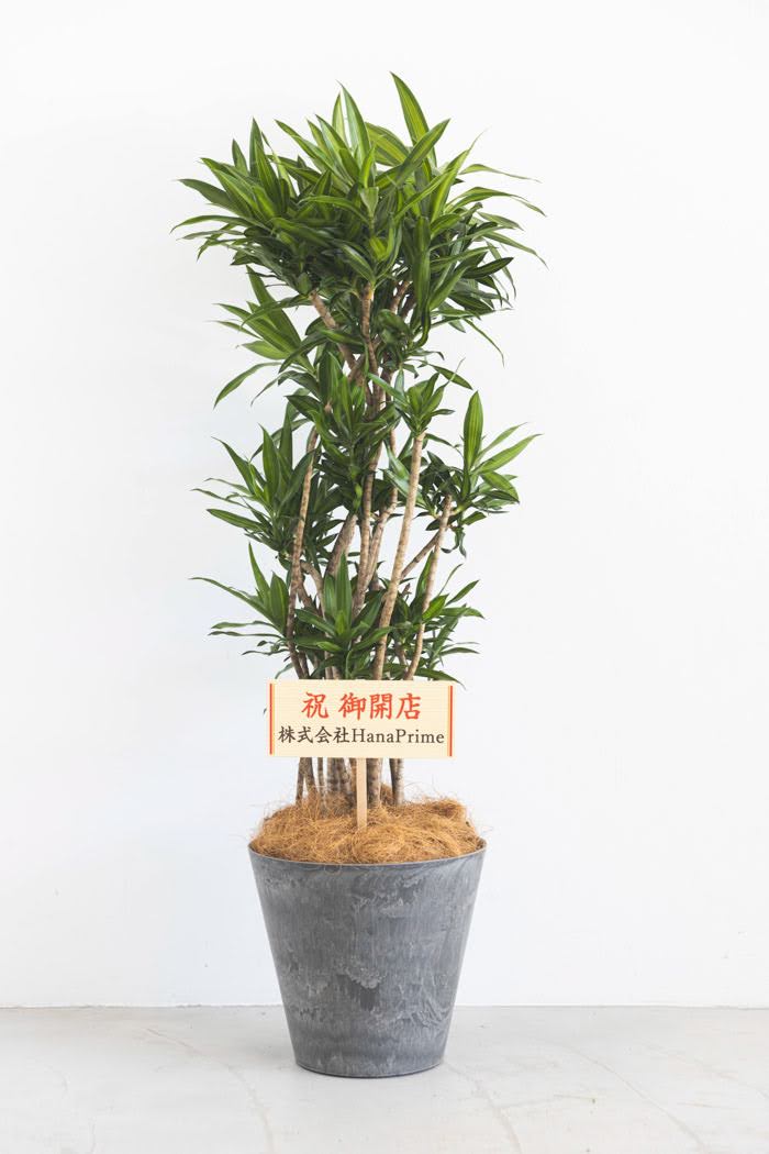 観葉植物 ドラセナ ソングオブジャマイカ（8号鉢）