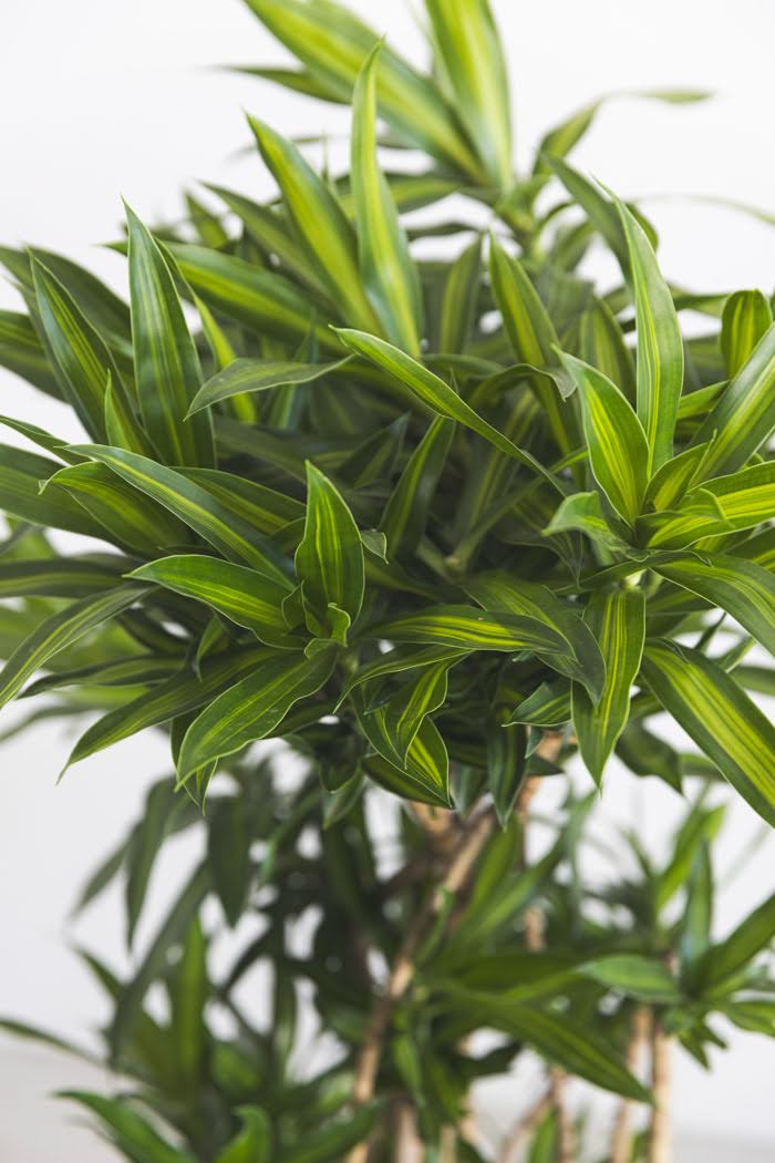 観葉植物 ドラセナ ソングオブジャマイカ(8号鉢)|HanaPrime 観葉植物 ドラセナ ソングオブジャマイカ(8号鉢)|HanaPrime